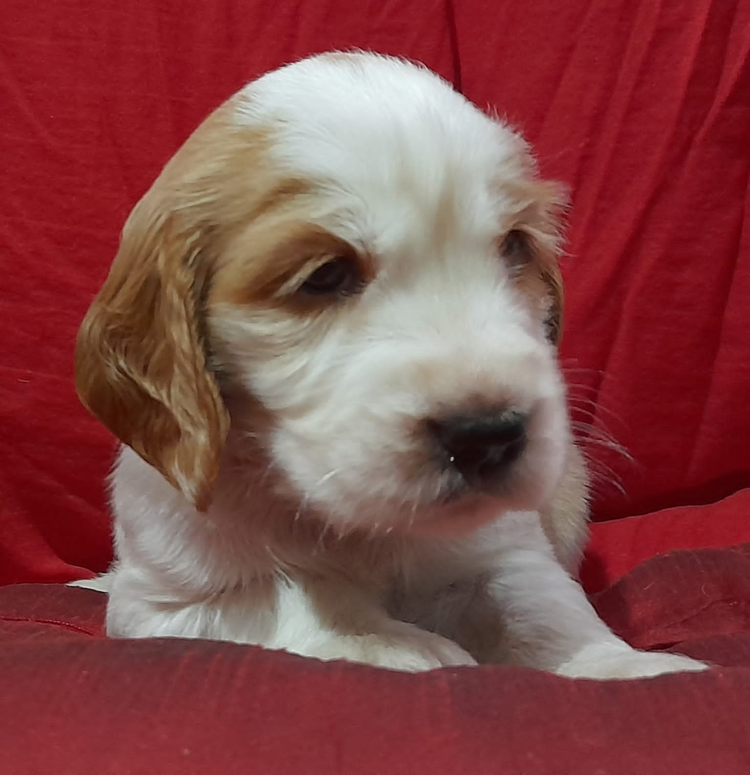 Cavalier King Charles Spaniel